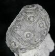 Nenoticidaris Fossil Urchin On Limestone Pedastal #23941-3